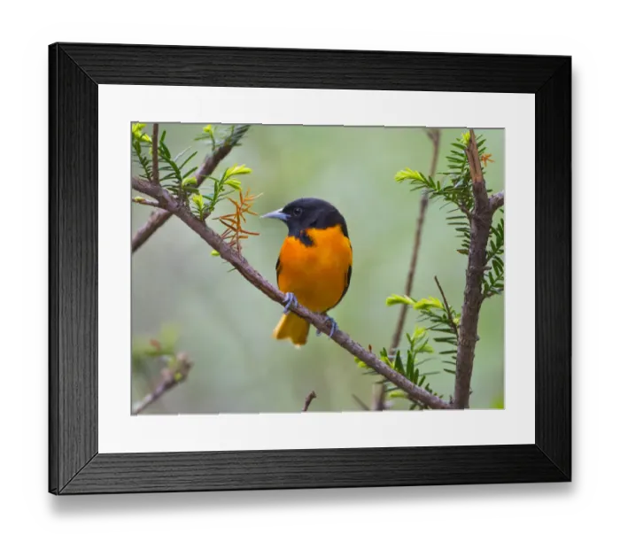 Framed Print : USA, Minnesota, Mendota Heights, Mohican Lane, Baltimore Oriole Framed Print : USA, Minnesota, Mendota Heights, Mohican Lane, Baltimore Oriole