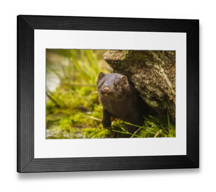 Framed Print : USA, Minnesota, Pine County. Mink in log. Credit as: Cathy & Gordon Illg / Jaynes Gallery Framed Print : USA, Minnesota, Pine County. Mink in log. Credit as: Cathy & Gordon Illg / Jaynes Gallery