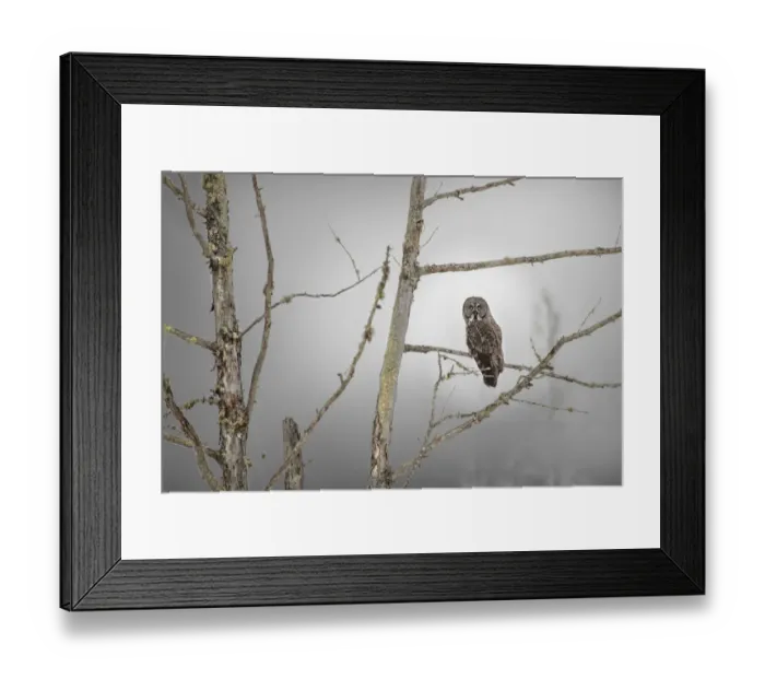 Framed Print : USA, Minnesota, Sax-Zim Bog. Great gray owl on tree branch on foggy winter morning