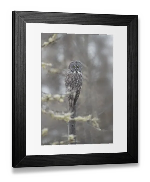 Framed Print : USA, Minnesota, Sax-Zim Bog. Great gray owl on tree branch on foggy winter morning Framed Print : USA, Minnesota, Sax-Zim Bog. Great gray owl on tree branch on foggy winter morning