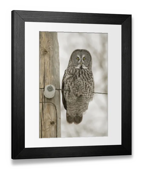 Framed Print : USA, Minnesota, Sax-Zim Bog. Great gray owl on power line Framed Print : USA, Minnesota, Sax-Zim Bog. Great gray owl on power line