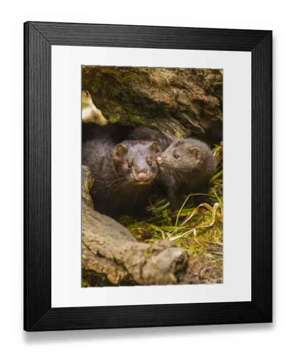 Framed Print : USA, Minnesota, Pine County. Mink mother and pup in log