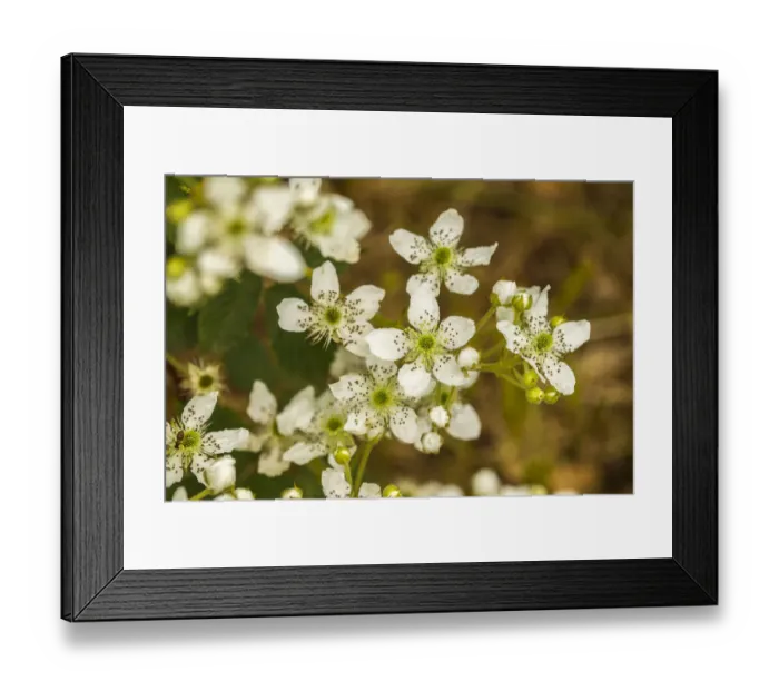 Framed Print : USA, Minnesota, Pine County, blackberry blossoms