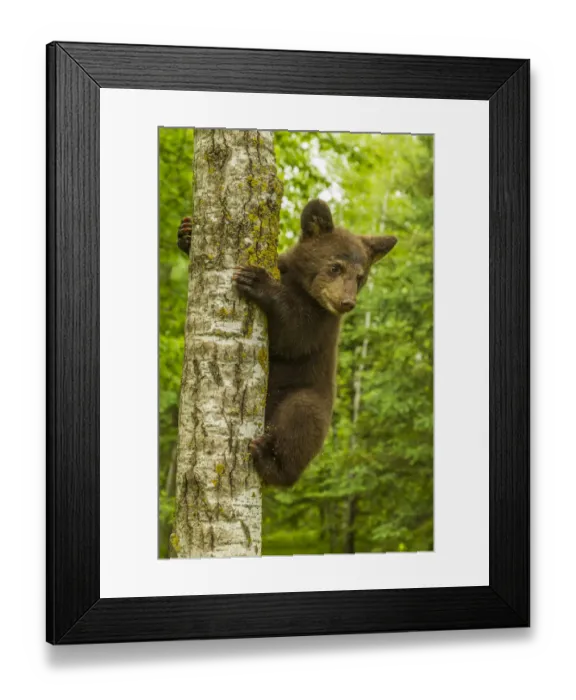 Framed Print : USA, Minnesota, Pine County. Black bear cub climbing tree