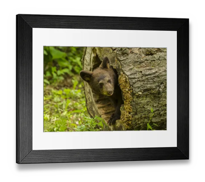 Framed Print : USA, Minnesota, black bear cub, captive Framed Print : USA, Minnesota, black bear cub, captive