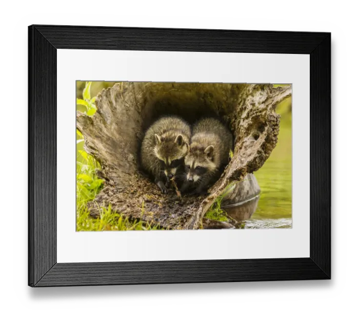 Framed Print : USA, Minnesota, young raccoons in log, captive