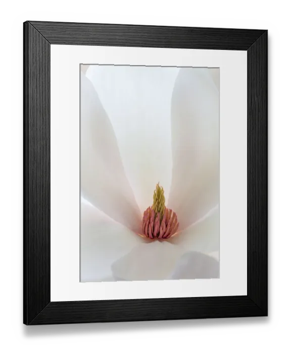 Framed Print : USA, Washington State, Seabeck. Close-up of tulip magnolia blossom Framed Print : USA, Washington State, Seabeck. Close-up of tulip magnolia blossom
