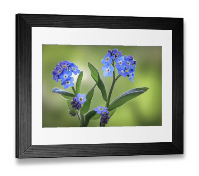 Framed Print : USA, Washington State, Seabeck. Forget-me-not blossoms close-up