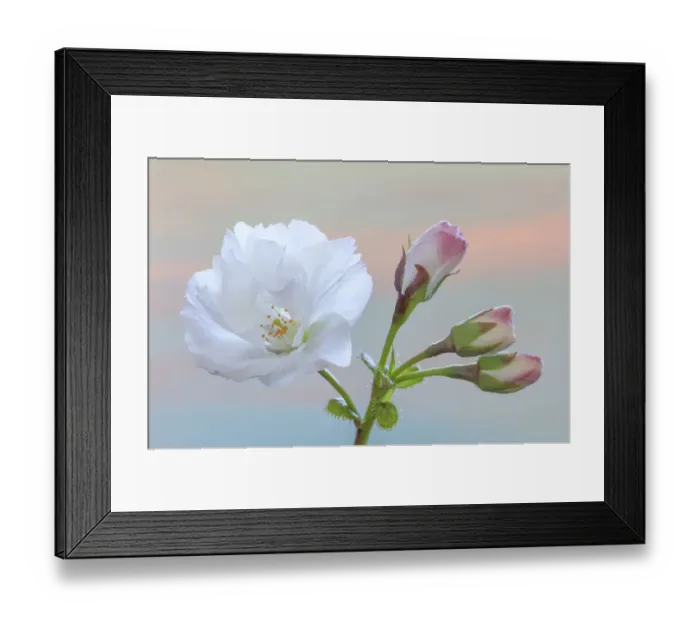 Framed Print : USA, Washington State, Seabeck. Flowering cherry blossom and buds
