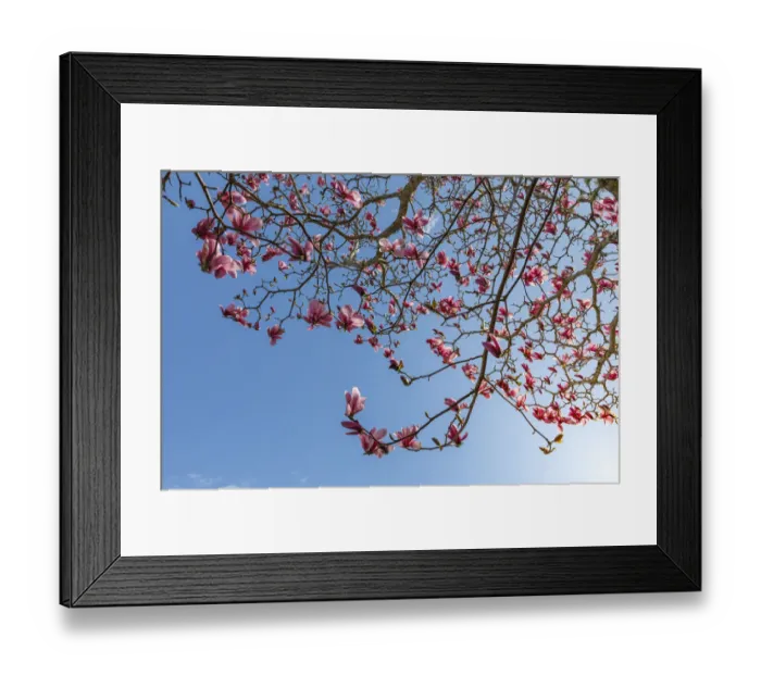 Framed Print : USA, Washington State, Seabeck. Tulip magnolia tree in bloom Framed Print : USA, Washington State, Seabeck. Tulip magnolia tree in bloom