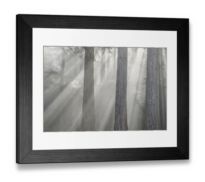 Framed Print : USA, Washington State, Seabeck. God rays and fog in forest