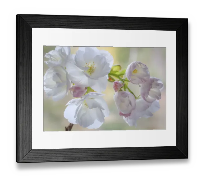 Framed Print : USA, Washington State, Seabeck. Flowering cherry blossoms