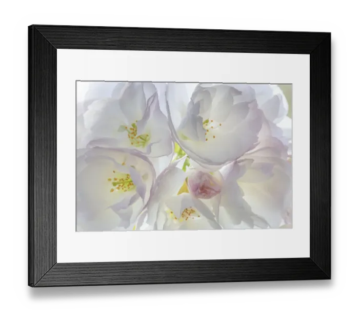 Framed Print : USA, Washington State, Seabeck. Flowering cherry blossoms Framed Print : USA, Washington State, Seabeck. Flowering cherry blossoms