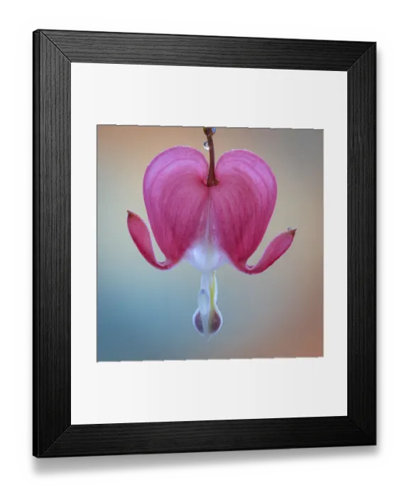 Framed Print : USA, Washington State, Seabeck. Bleeding heart blossom close-up Framed Print : USA, Washington State, Seabeck. Bleeding heart blossom close-up