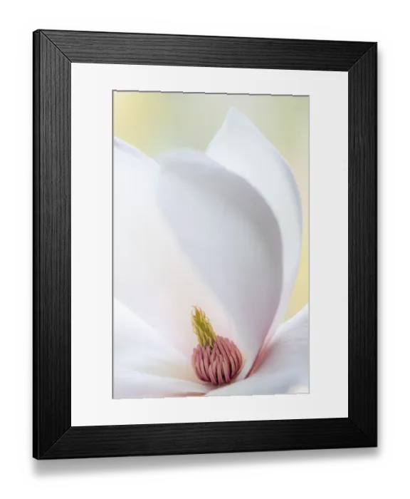 Framed Print : USA, Washington State, Seabeck. Close-up of tulip magnolia blossom