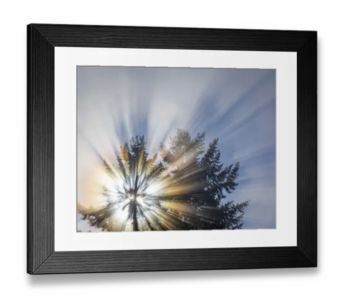 Framed Print : USA, Washington State, Seabeck. Morning sunburst in tree Framed Print : USA, Washington State, Seabeck. Morning sunburst in tree