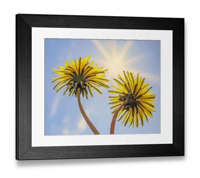Framed Print : USA, Washington State, Seabeck. Dandelion blossoms and sunburst