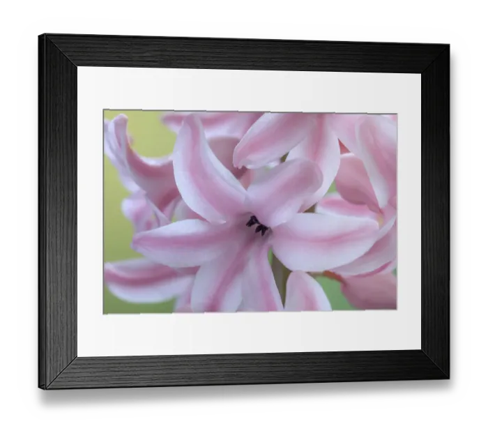 Framed Print : USA, Washington State, Seabeck. Detail of hyacinth blossoms Framed Print : USA, Washington State, Seabeck. Detail of hyacinth blossoms