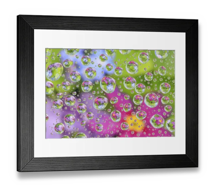 Framed Print : USA, Washington State, Seabeck. Flowers reflected in water drops