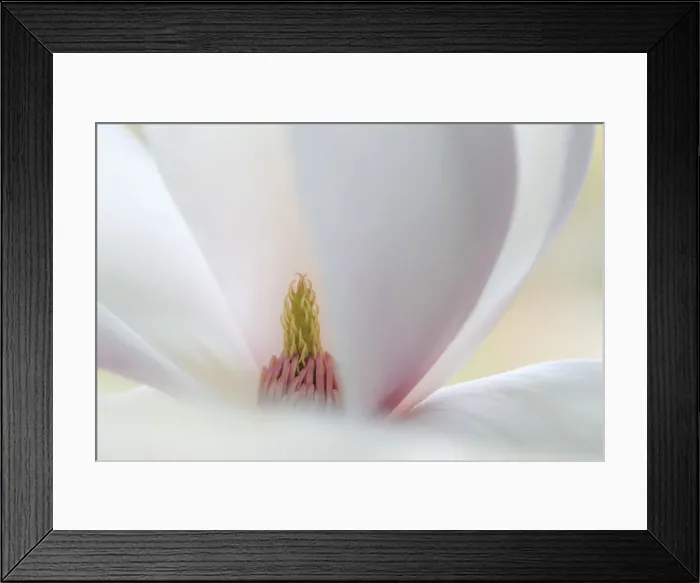 Framed Print : USA, Washington State, Seabeck. Close-up of tulip magnolia blossom Framed Print : USA, Washington State, Seabeck. Close-up of tulip magnolia blossom