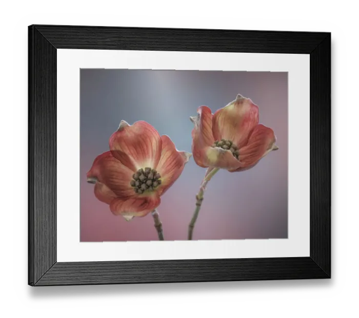 Framed Print : USA, Washington State, Seabeck. Close-up of dogwood blossoms Framed Print : USA, Washington State, Seabeck. Close-up of dogwood blossoms