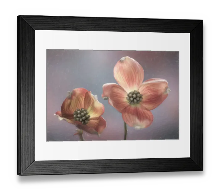 Framed Print : USA, Washington State, Seabeck. Close-up of dogwood blossoms Framed Print : USA, Washington State, Seabeck. Close-up of dogwood blossoms