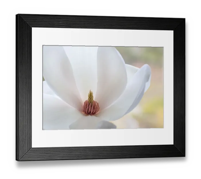 Framed Print : USA, Washington State, Seabeck. Close-up of tulip magnolia blossom Framed Print : USA, Washington State, Seabeck. Close-up of tulip magnolia blossom