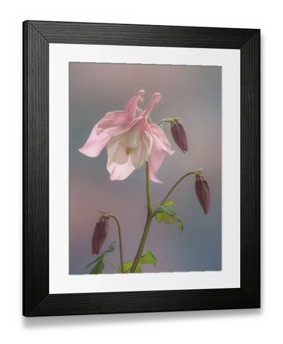 Framed Print : USA, Washington State, Seabeck. Columbine blossom close-up