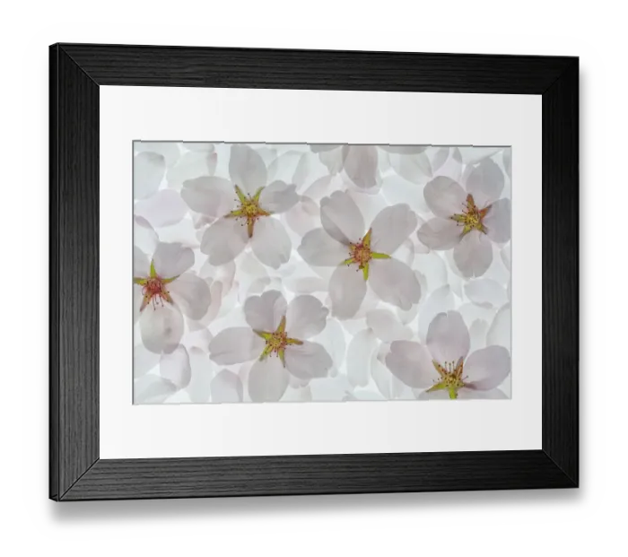 Framed Print : USA, Washington State, Seabeck. Montage of flowering cherry blossoms Framed Print : USA, Washington State, Seabeck. Montage of flowering cherry blossoms