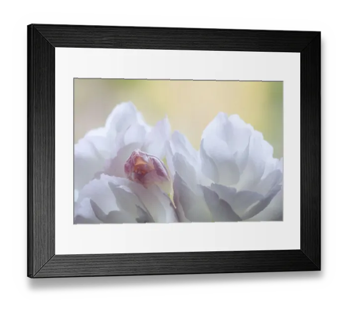 Framed Print : USA, Washington State, Seabeck. Flowering cherry blossoms Framed Print : USA, Washington State, Seabeck. Flowering cherry blossoms