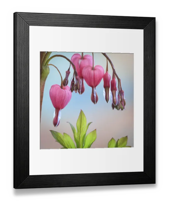 Framed Print : USA, Washington State, Seabeck. Bleeding heart blossoms close-up Framed Print : USA, Washington State, Seabeck. Bleeding heart blossoms close-up