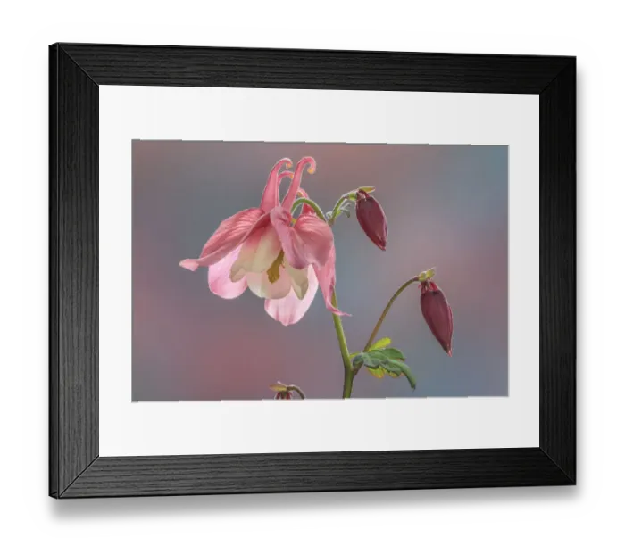 Framed Print : USA, Washington State, Seabeck. Columbine blossom close-up Framed Print : USA, Washington State, Seabeck. Columbine blossom close-up