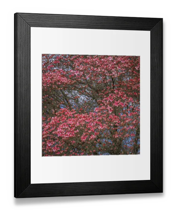 Framed Print : USA, Washington State. Pink dogwood tree in bloom