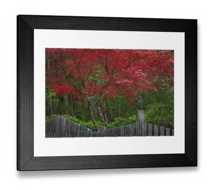 Framed Print : USA, Washington State, Seabeck. Blooming Japanese maple tree and fence