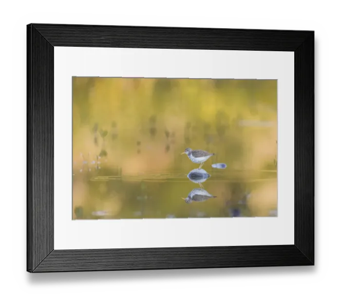 Framed Print : USA, Washington State. A Spotted Sandpiper (Actitis macularius) on a pond rock perch Framed Print : USA, Washington State. A Spotted Sandpiper (Actitis macularius) on a pond rock perch