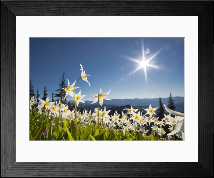 Framed Print : USA, Washington State. Avalanche Lilies (Erythronium montanum