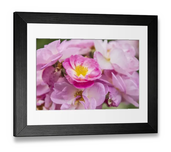 Framed Print : USA, Washington State, Vancouver. Roses in a garden in Vancouver, Washington Framed Print : USA, Washington State, Vancouver. Roses in a garden in Vancouver, Washington