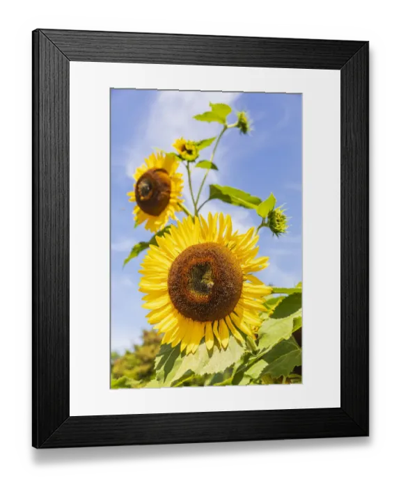 Framed Print : USA, Washington State, Fort Vancouver National Historic Site