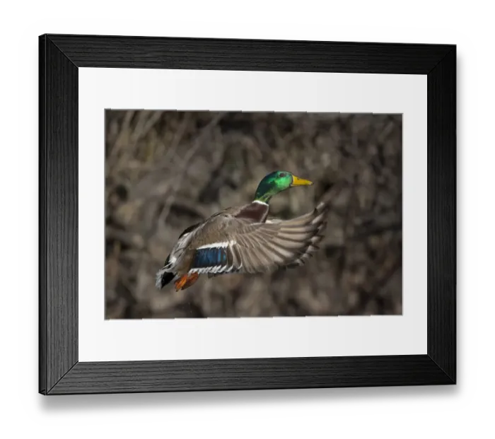 Framed Print : USA, Washington State. Male Mallard (Anas platyrhynchos