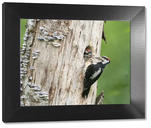 USA, Washington State. A male Hairy Woodpecker (Leuconotopicus villosus