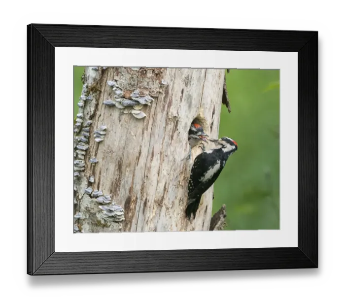 Framed Print : USA, Washington State. A male Hairy Woodpecker (Leuconotopicus villosus Framed Print : USA, Washington State. A male Hairy Woodpecker (Leuconotopicus villosus