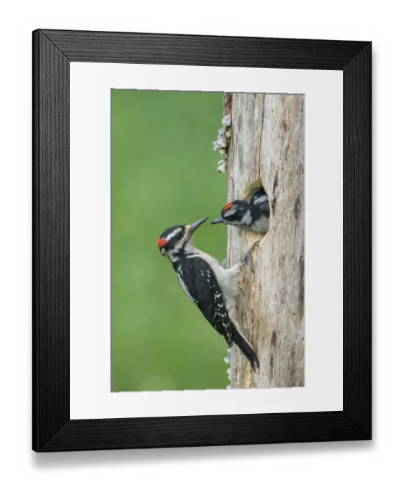 Framed Print : USA, Washington State. A male Hairy Woodpecker (Leuconotopicus villosus Framed Print : USA, Washington State. A male Hairy Woodpecker (Leuconotopicus villosus
