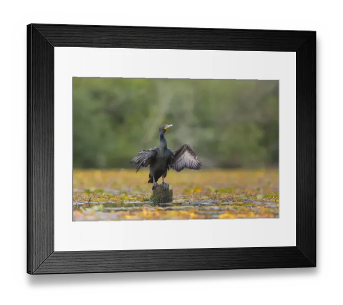 Framed Print : USA, Washington State. A Double-crested Cormorant (Phalacrocorax auritus Framed Print : USA, Washington State. A Double-crested Cormorant (Phalacrocorax auritus