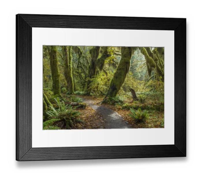 Framed Print : USA, Washington State, Olympic National Park. Panoramic composite of trail through mossy Framed Print : USA, Washington State, Olympic National Park. Panoramic composite of trail through mossy