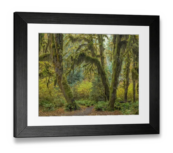 Framed Print : USA, Washington State, Olympic National Park. Trail through mossy forest Framed Print : USA, Washington State, Olympic National Park. Trail through mossy forest