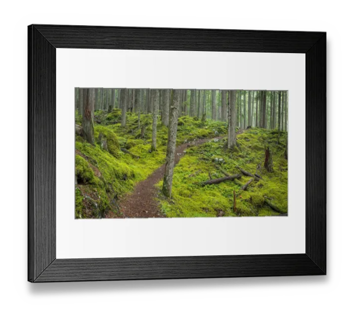 Framed Print : USA, Washington State, Olympic National Forest. Panoramic of Lower Dungeness Trail in Framed Print : USA, Washington State, Olympic National Forest. Panoramic of Lower Dungeness Trail in