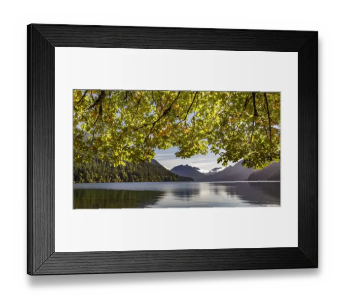 Framed Print : USA, Washington State, Olympic National Park. Bigleaf maple tree and lake Framed Print : USA, Washington State, Olympic National Park. Bigleaf maple tree and lake