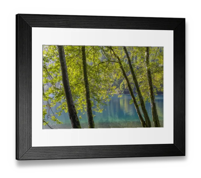Framed Print : USA, Washington State, Olympic National Park. Alder trees on lake shore