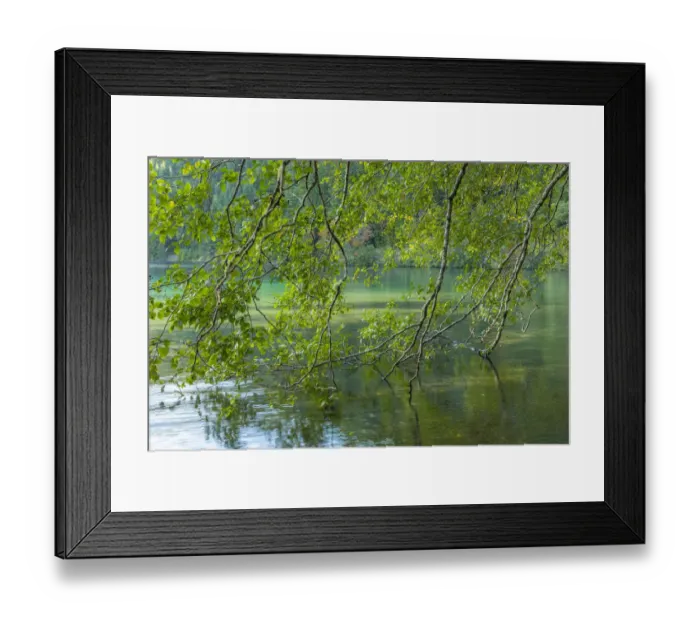 Framed Print : USA, Washington State, Olympic National Park. Alder trees overhang lake Framed Print : USA, Washington State, Olympic National Park. Alder trees overhang lake