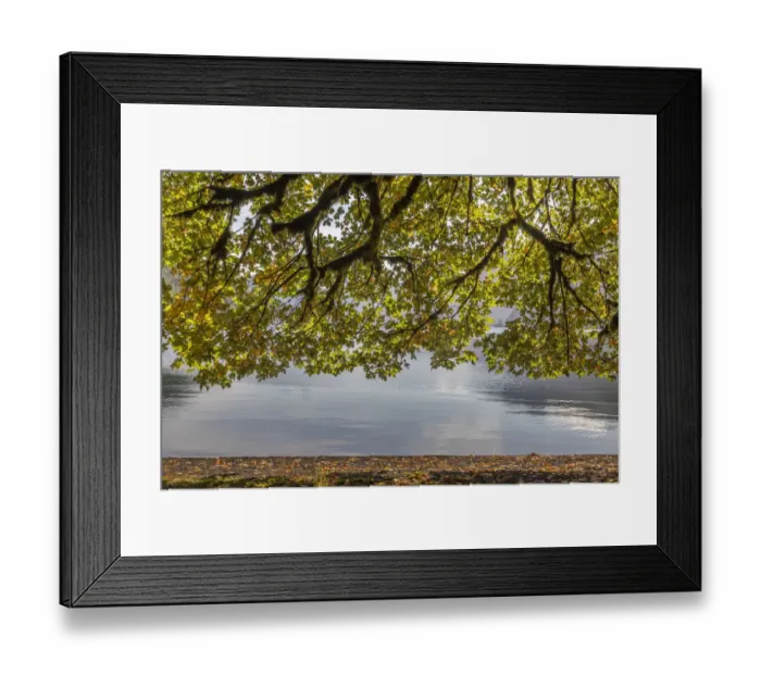 Framed Print : USA, Washington State, Olympic National Park. Bigleaf maple tree and lake Framed Print : USA, Washington State, Olympic National Park. Bigleaf maple tree and lake